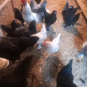 продам оптом курей с петухами