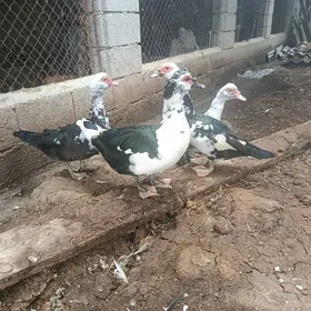 Indautka,Indautga horaz