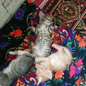 отдам котят в хорошие руки