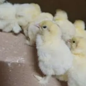 Brama-Bolgar mitis jüýje