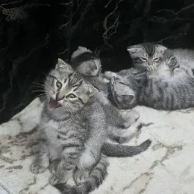 Вислоухие абиссинцы