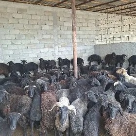 GARAKŐLİ İŞEKLER