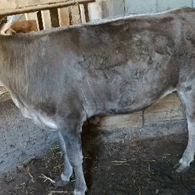 Sygyr 2yaş7aylyk! Tohum gowy