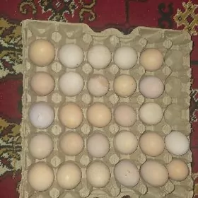 yumurtga. juje brama