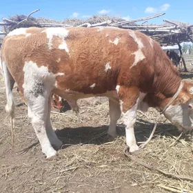 semental galşteýin añrybaş