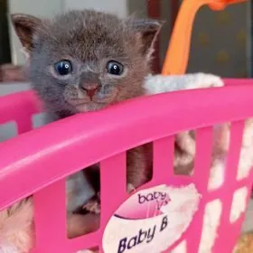 Şatlanskiy paroda pişik