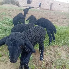 guzy guzylar garakol madow