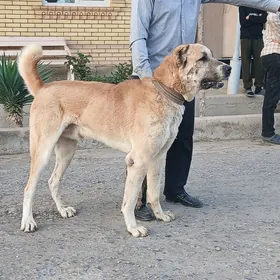 Kangal