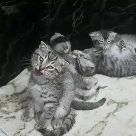 Вислоухие абиссинцы