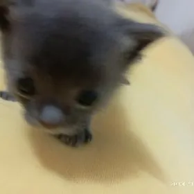 Şatlanskiy pişijik