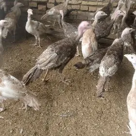 İNDUK. PARODA. İNDUK