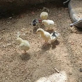 taskent juje karlik juje