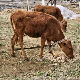 gulajyn golegulajyn gole