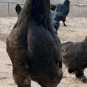 jersi gigant towuk horaz argin