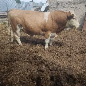 симентал  бык