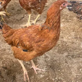 Towuk  Цыплята