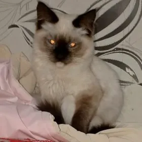 Сеямский котенок