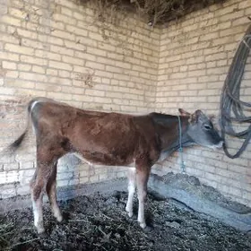 шивет окузче