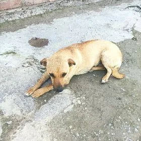 Собака Дворняжка