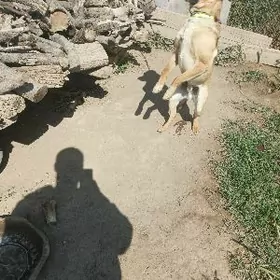 Бельгийская овчарка