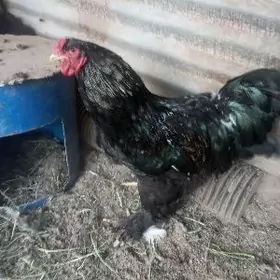 брама товук хораз