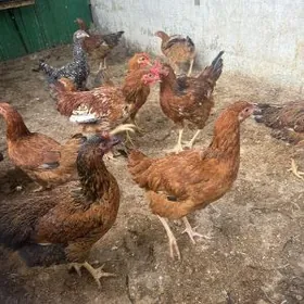 TOWUK JUYJE INDUK HORAZ