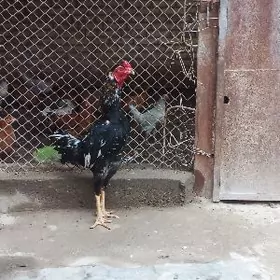 автомат жуже