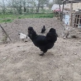 тройка двойка товуклар