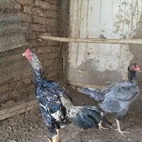 хораз товук