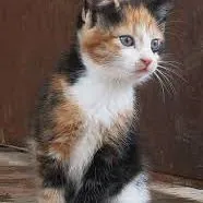 Девочка,,Алиса"