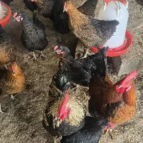 Ataks towukuň ýumurtgasy.