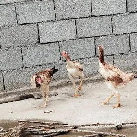 towuk mäki taşkenit