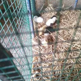 Индюк мускус jуje