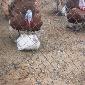 Induk yumurtga yygnap beryan