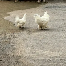 towşan tuý  karlik