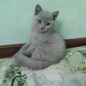 Шотландский котёнок