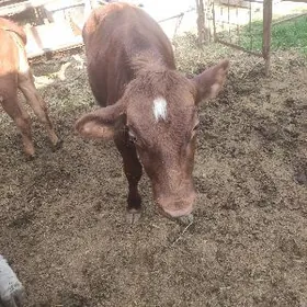 красный симентал