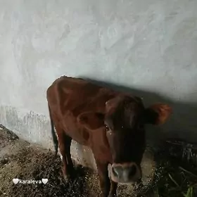 Сатлык унажын!