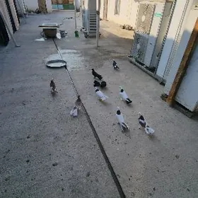 kepderi кепдери