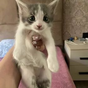 отдам котят