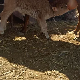 Таналы сыгыр