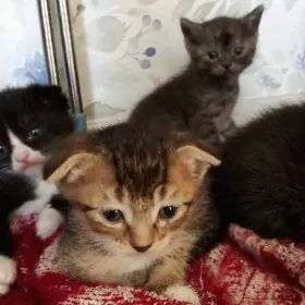 Мальчик шотландский вислоухий