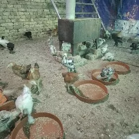 болгар жуже