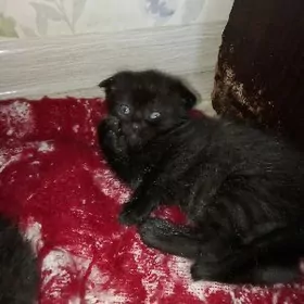 Девочка шотландский вислоухий