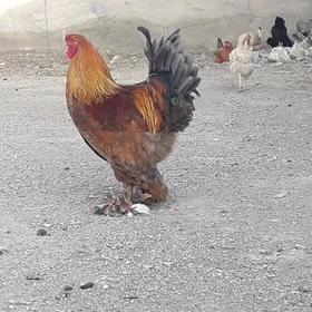 Brama arginal yumurtga