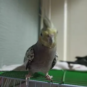 Karela eldeki  berýä,gürleýa