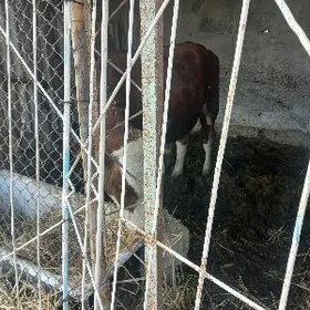 Ganiişteÿin öküz