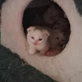 Котята шотландской породы