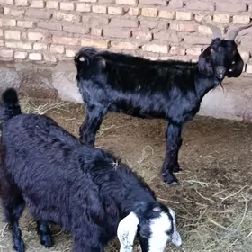 Owlakly  gysyr geçiler