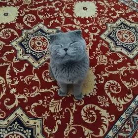 Шотландский Веслоухий